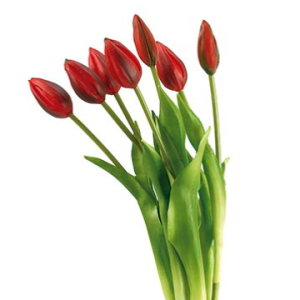 AGRUPACION TULIPANES. 45 cm. Rojo.