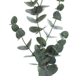 RAMA EUCALYPTUS  85 cm. verde