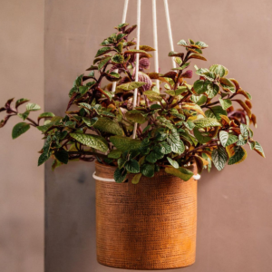 Maceta Colgar Prat Color Crema